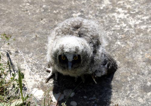 Cute Cretan baby owl