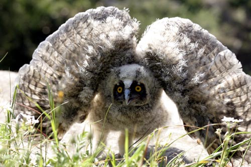 Baby owl in defence mode